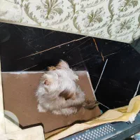 سگ شیتزو کراس