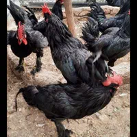 انواع مرغ و خروس محلی ماشینی سیاه جهت سربری|حیوانات مزرعه|کرج, عظیمیه|دیوار