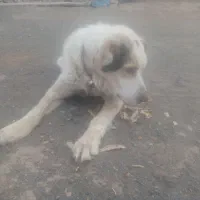 سگ دهن پاک