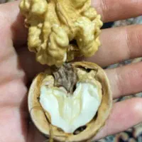 گردو