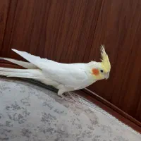 پرنده عروس هلندی لوتینو ماده