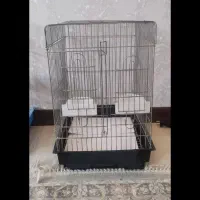 جوجه مرغ مینا