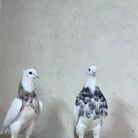 کفتر طوقی هفت رنگ|پرنده|مشهد, هفده شهریور|دیوار