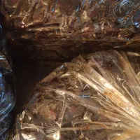خرما|خوردنی و آشامیدنی|بندر کنگان, |دیوار