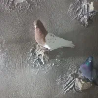 نره کله زرد|پرنده|پاپی, |دیوار