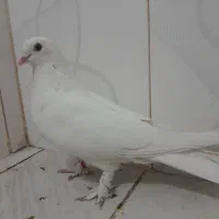 سرورنر وماده حندقی سفید