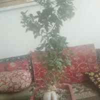 بنسای جنسینگ سلام|گل و گیاه طبیعی|مرودشت, ابوذر شمالی‎|دیوار