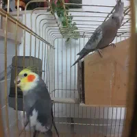 جفت عروس هلندی