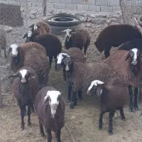 بره نر چاق|حیوانات مزرعه|هشتگرد, شهرک صنعتی هشتگرد|دیوار