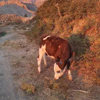 گوساله سیمینتال قرمز