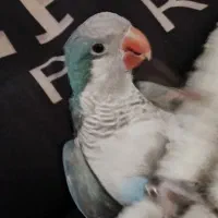 راهب نر ۲ ساله رام دستی سخنگو