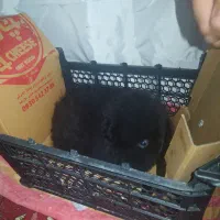 پامر خرسی|سگ|بناب, |دیوار