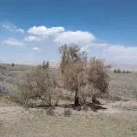 تراکتور فیات