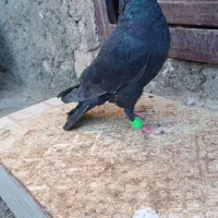 یک نروماده زاغ کرمونی سیستانی و جوجه زاغ کرمونی|پرنده|تربت‌حیدریه, داروپخش|دیوار