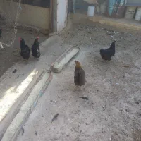 مرغ و خروس درجه یک|حیوانات مزرعه|ری, امین آباد|دیوار