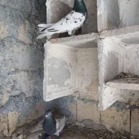 فروش کبوتر|پرنده|دورود, |دیوار