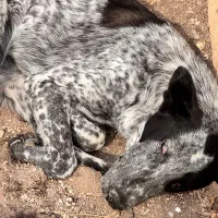 سگ در فاز صفر