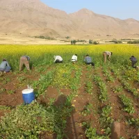 سرکارگری کار کشاورزی با اکیپ زرنگ