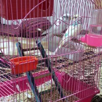 مرغ عشق مولد|پرنده|سقز, |دیوار