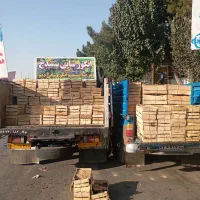 انگور شانی دیم سردشت.سنندج|خوردنی و آشامیدنی|اصفهان, رسالت|دیوار