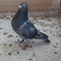 کفتر المانی  مسافتی