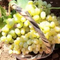 سلام وقتتون بخیر انگور