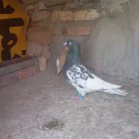 کبوتر|پرنده|پارود, |دیوار