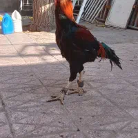 خروس همچی تموم