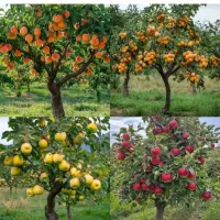 آلو. گردو بادام. و انواع نهال میوه.