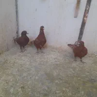 نر پروندنی .نر .ماده .همچی کفتر خوب|پرنده|کرمان, |دیوار