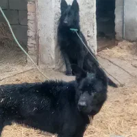 سگ ژرمن محمدشهر|سگ|مشکین‌دشت, |دیوار