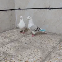 دو جفت کفتر لون