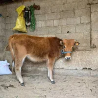 فروش لیشه دو رگ جرسی