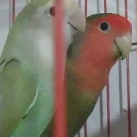 یک جفت کوتوله سالم بدون قفس داده میشود|پرنده|زابل, |دیوار