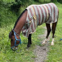 فروش اسب نریان 4 ساله سواری