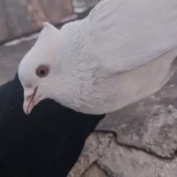 کفتر غریب گیری