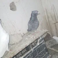 کبوترجوجه ی|پرنده|سراوان, |دیوار