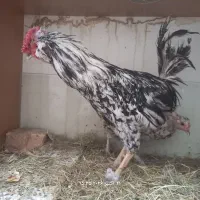خروس گلین