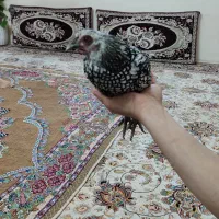 مرغ مینیاتوری 500|پرنده|مشهد, محمدآباد|دیوار