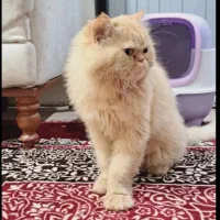 گربه پرشین گارفیلدی