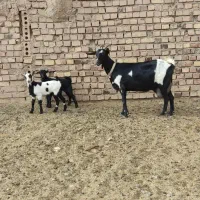 بزسانن مورسیا