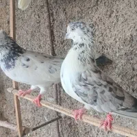 کفتر کل پیس کاکلی چاقچول مست|پرنده|قم, شاه ابراهیم|دیوار