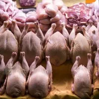 غذای سگ و گربه تلفات|لوازم جانبی حیوانات|بهشهر, |دیوار