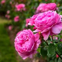وام لازم دارم