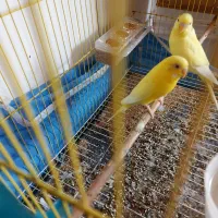 مرغ عشق|پرنده|علی‌آباد کتول, |دیوار