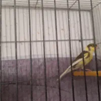 قناری قورولتی نر|پرنده|اردبیل, |دیوار