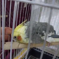 عروس هلندی مست اماده جفت گیری