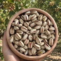 پسته شاه پسند ..تازه امسال