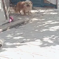 پاپی