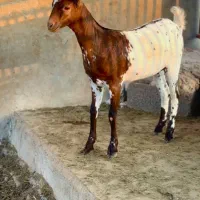 بوئر و صلال|حیوانات مزرعه|اراک, |دیوار